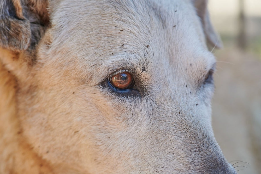 Flöhe bei Hunden – erkennen, verstehen und effektiv handeln - ALPHAZOO