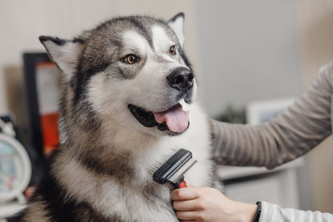 Hund wird gebürstet - Tipps gegen Flohbefall