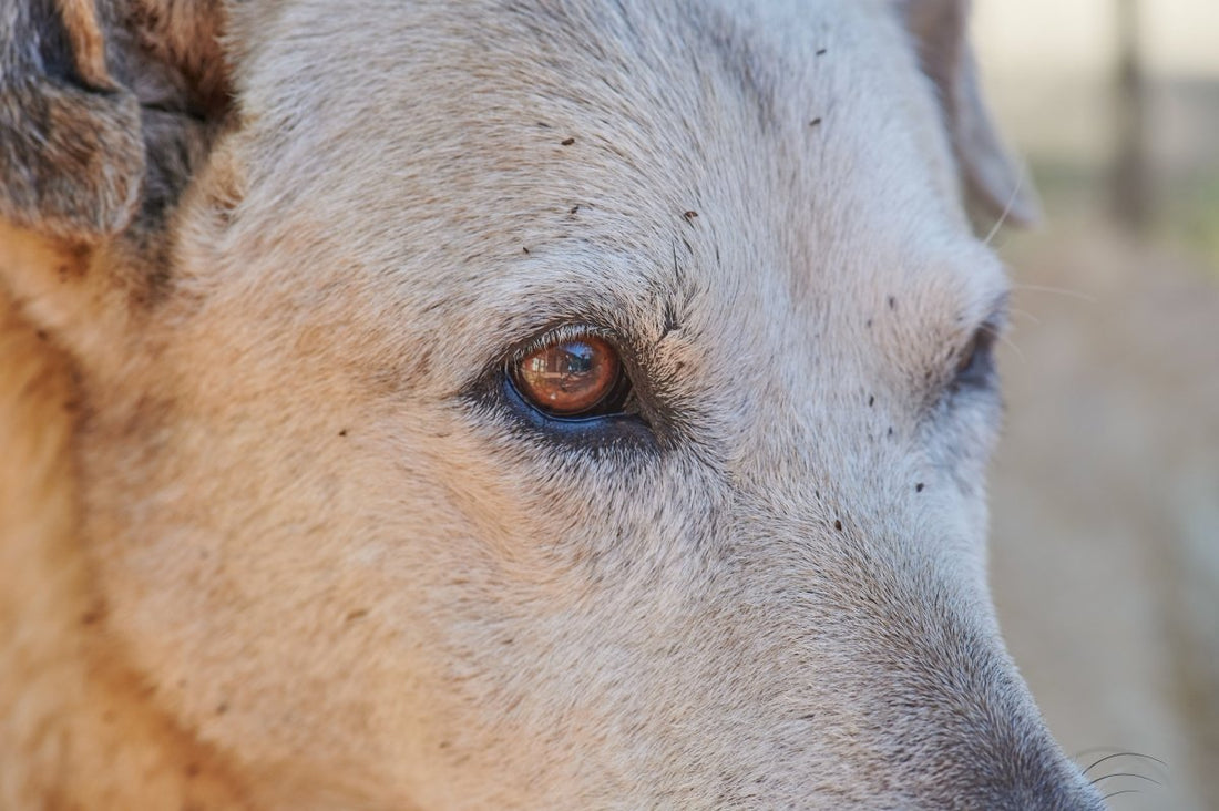 Flöhe bei Hunden – erkennen, verstehen und effektiv handeln - ALPHAZOO