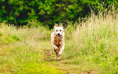 Freilauf ohne Stress: Der Schlüssel zu einem sicheren Rückruf - ALPHAZOO