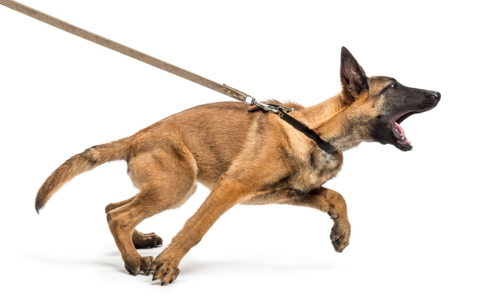 Frustrationstoleranz beim Hund - Vom Chaos zum Ruhepol - ALPHAZOO
