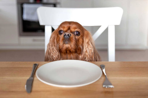 Hund sitzt am Tisch vor dem Teller - was tun wenn Hund nicht frisst?