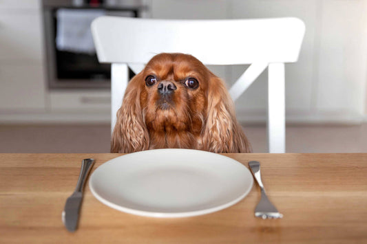 Futterverweigerung beim Hund: Ursachen, Tipps und Tricks für mehr Appetit