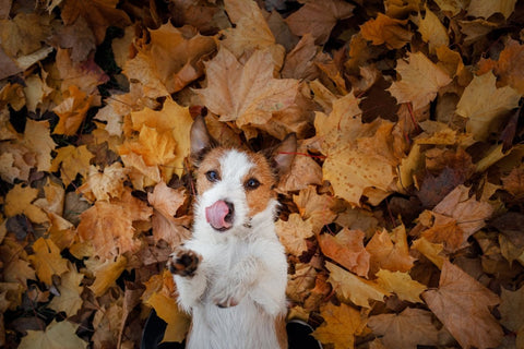 Hund im Laub