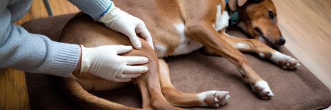 Hund liegt auf dem Boden, Gelenke werden kontrolliert. Hund Gelenke Behandlung