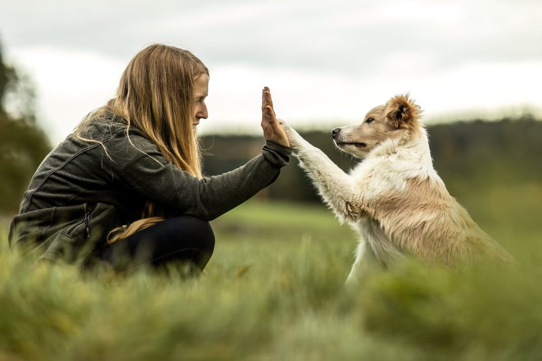 Hund gibt Mädchen Pfote
