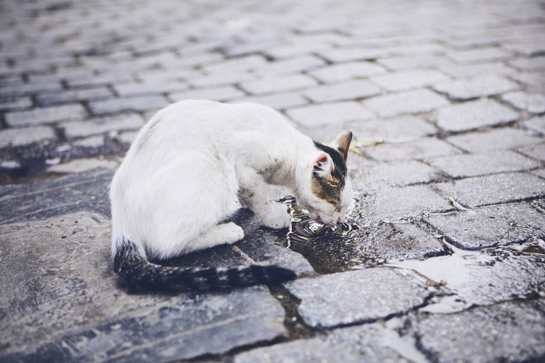 Katzen trinkt aus Pfütze - Giardien bei Katzen: Symptome, Ansteckung, Behandlung