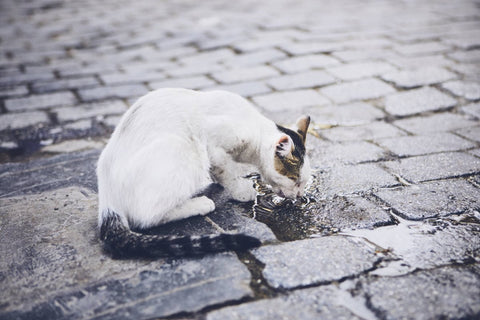 Katzen trinkt aus Pfütze - Giardien bei Katzen: Symptome, Ansteckung, Behandlung