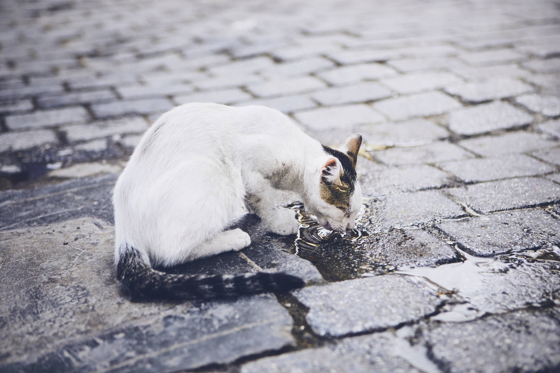 Giardien bei Katzen: Kleine Parasiten mit großer Wirkung