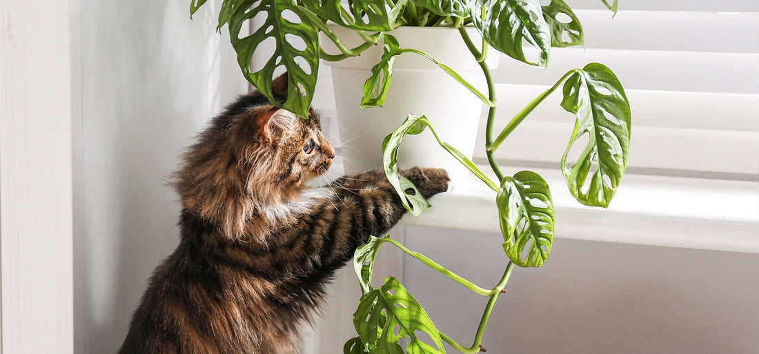 Giftige Zimmerpflanzen für Hunde & Katzen