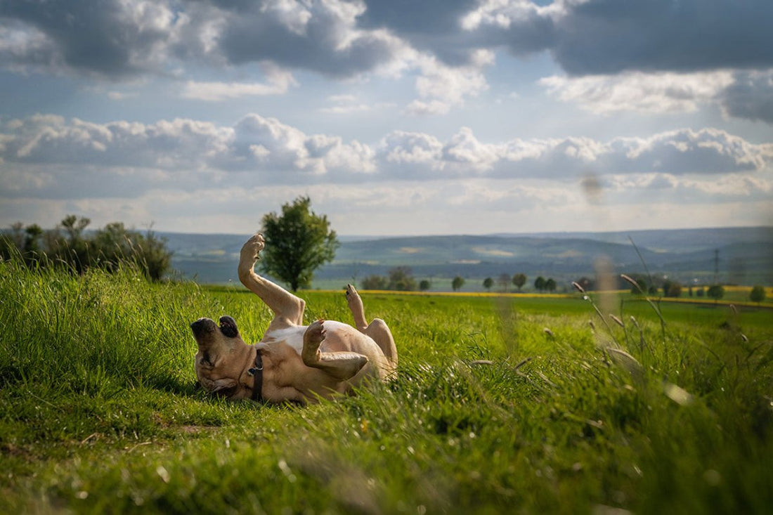 Hund rollt auf dem Gras - Grasmilben Parasitenbefall vorbeugen und natürlich  behandeln