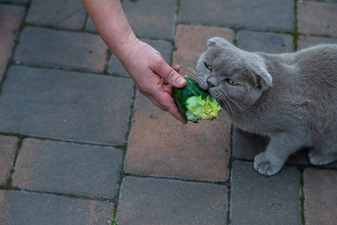 Katze isst Gurke: wie viel Gurke darf Katze essen?