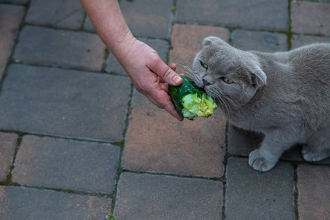 Katze isst Gurke: wie viel Gurke darf Katze essen?