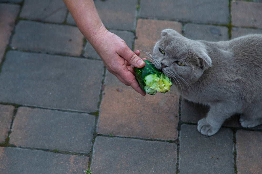 Gurke für Katzen: Gesunde Erfrischung oder unnötige Spielerei?