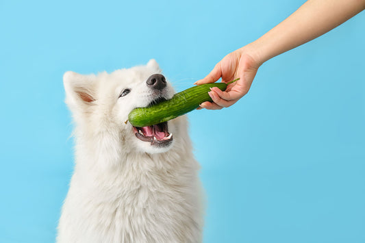 Gurken und Hunde: Eine knackige und gesunde Leckerei?