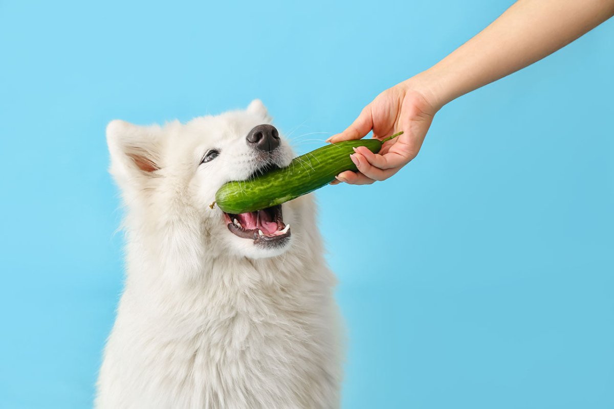 Hund mit Gurke: Dürfen Hunde Gurken essen?