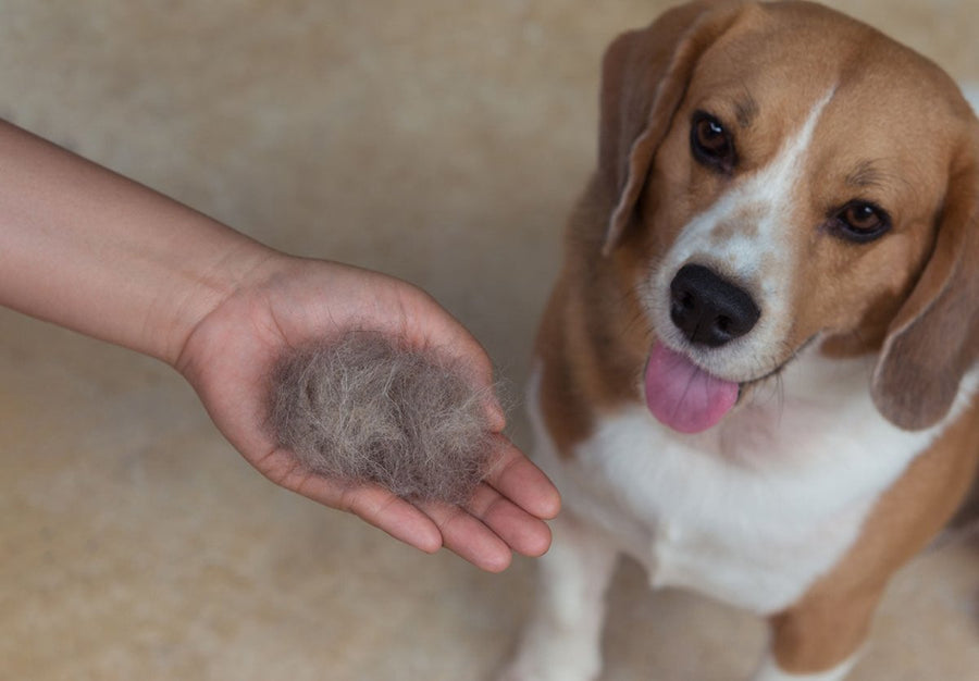 Hund blickt auf Hand mit Fellhaaren - Ursachen und Pflege bei Hundehaarausfall