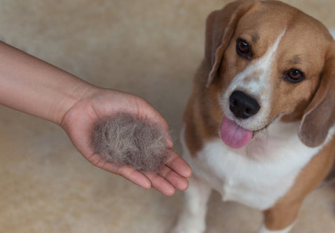 Hund blickt auf Hand mit Fellhaaren - Ursachen und Pflege bei Hundehaarausfall