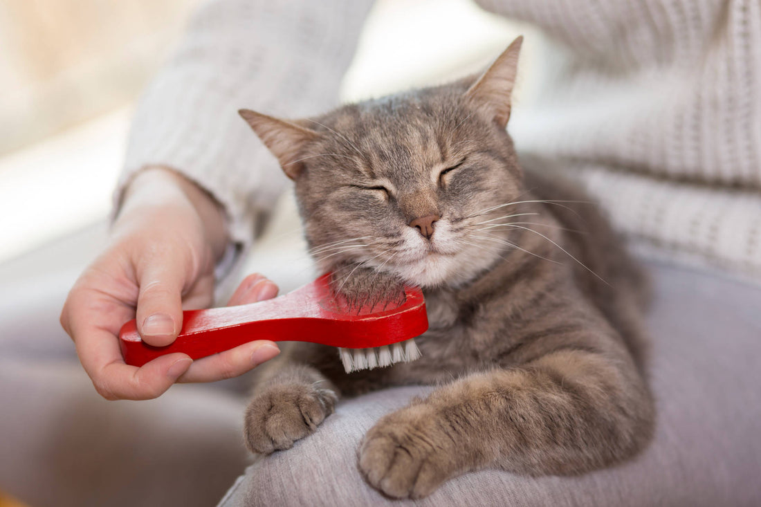 Haarausfall bei Katzen: Warum verliert deine Katze so viele Haare?