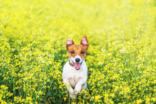 Hunde im Frühling: Frühlingsgefühle, Parasiten, Brut- und Setzzeit und mehr