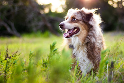 Hund auf dem Feld - Hautpflegetipps bei Hund und Katze