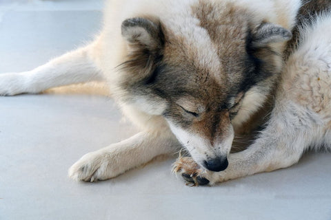 Hund mit Hautpilz an Pfoten - Ursachen, Symptome und Pflegetipps