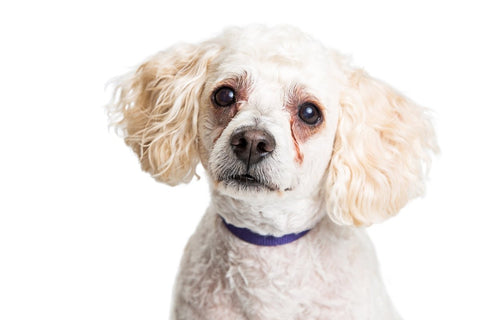 Hilfe, mein Hund hat tränende Augen! Was steckt dahinter? - ALPHAZOO