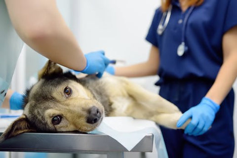Hilfe, mein Hund ist vergiftet! - ALPHAZOO