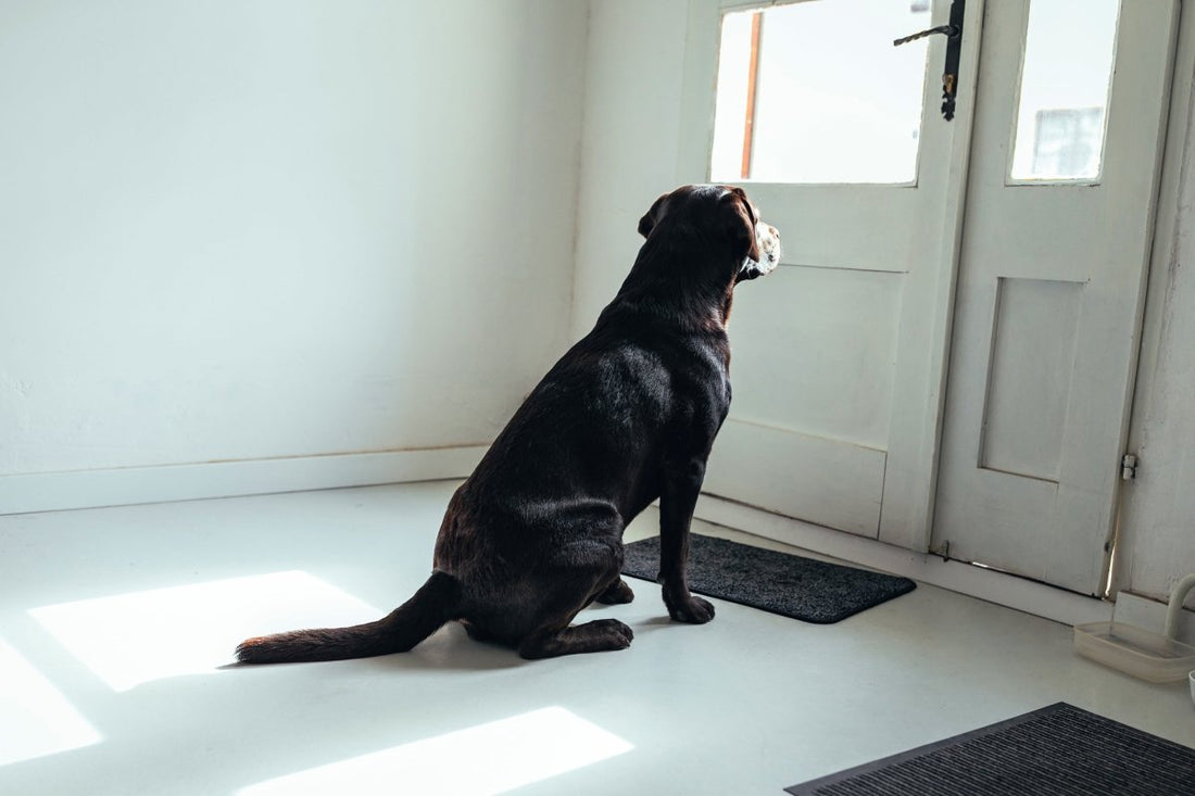 Hilfe, mein Hund kann nicht alleine bleiben! - ALPHAZOO