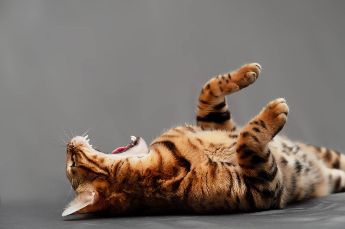 Katze liegt auf dem Boden und gähnt - Mundgeruch bei Katzen: Ursachen, Symptome und Behandlung