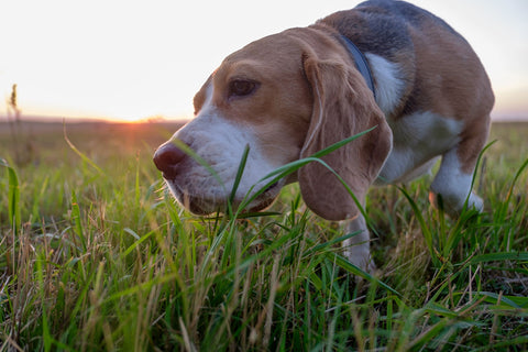 Warum frisst mein Hund Gras?
