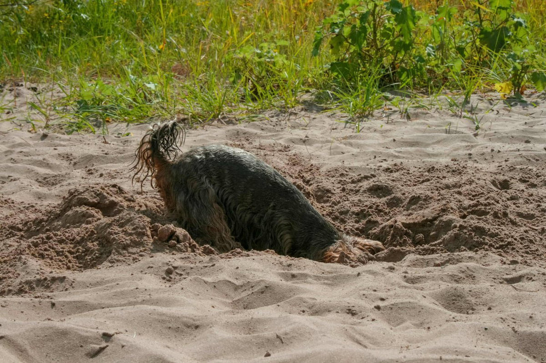 Hund scharrt im Sand - Hund kastrieren: Alles zu Kosten, Ablauf und den Vor- und Nachteilen