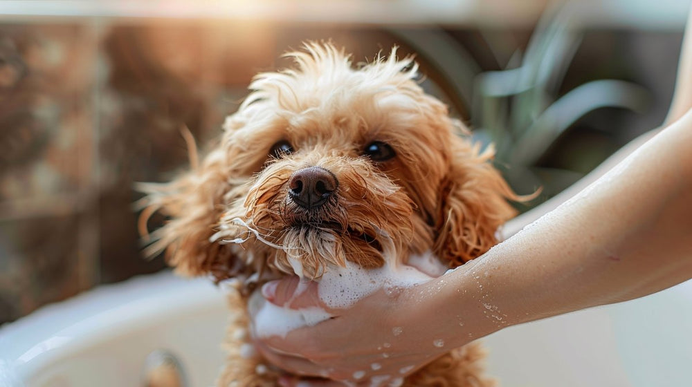 Hunde baden – alles, was du wissen musst - ALPHAZOO