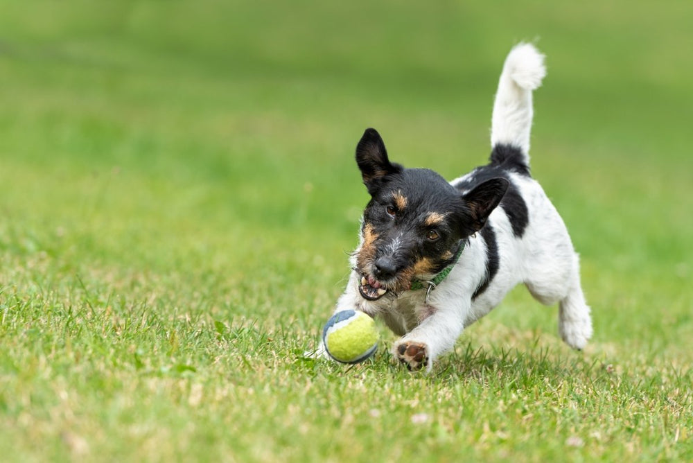 Hund spielt mit einem Ball
