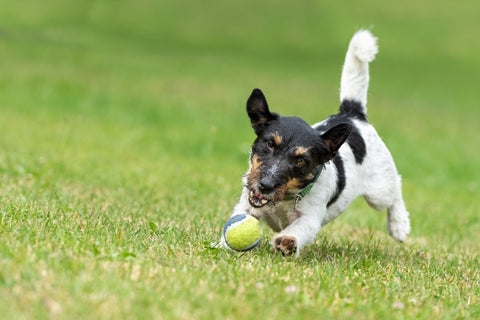 Hund spielt mit einem Ball
