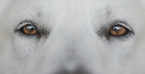 Hundeaugen - Die Welt aus Hundesicht - ALPHAZOO
