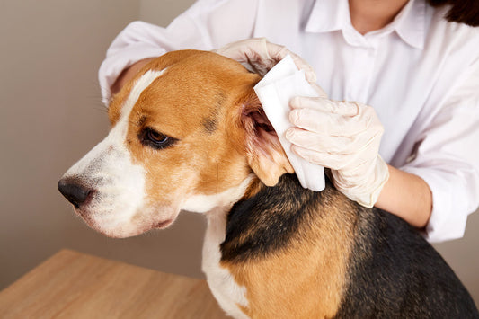 Ohren beim Hund richtig reinigen - Der Komplett-Guide