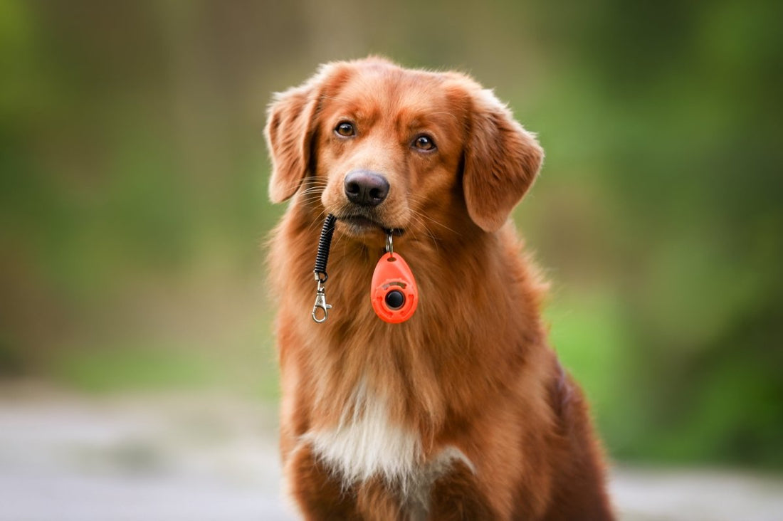 Hundetraining mit Klicker: Effektiv und spielerisch lernen - ALPHAZOO