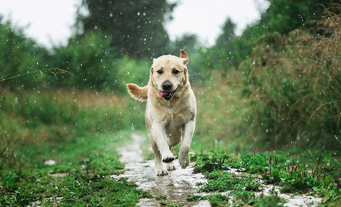 Hund rennt im Regen - Immunsystem von Hund stärken