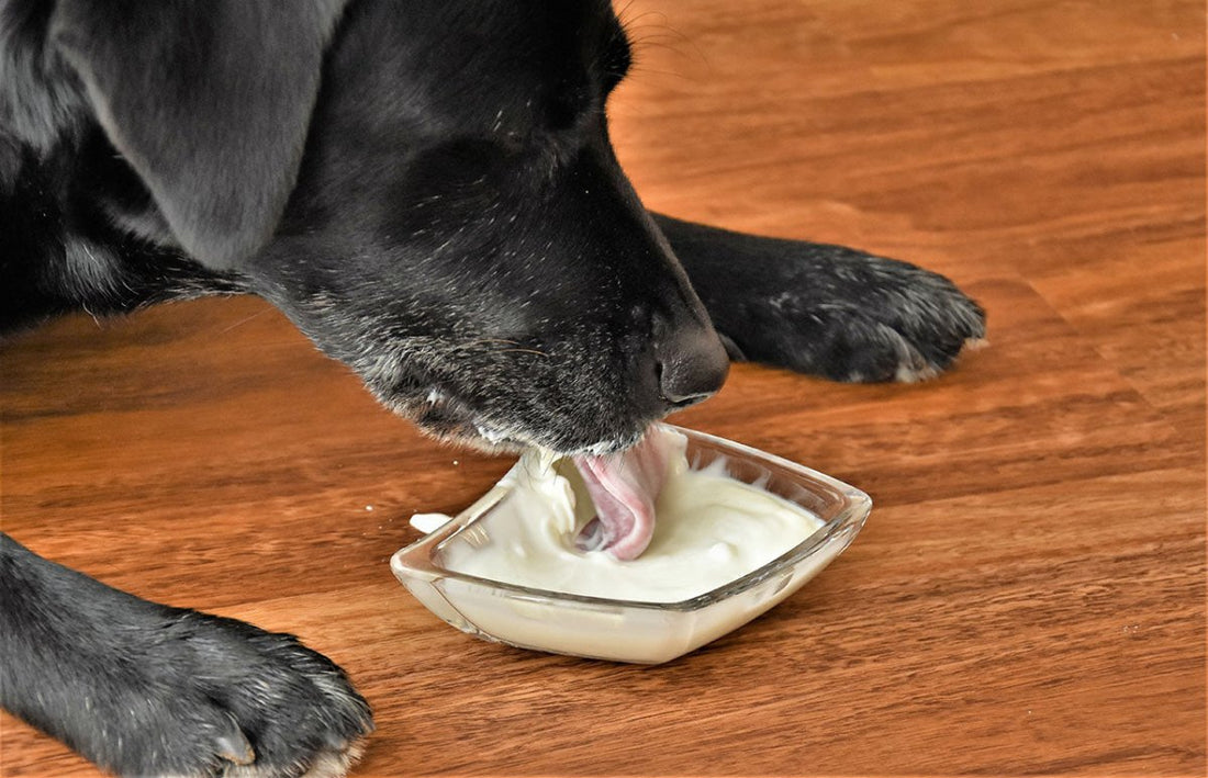 Joghurt im Futternapf – Eine gesunde Option für Hunde? - ALPHAZOO