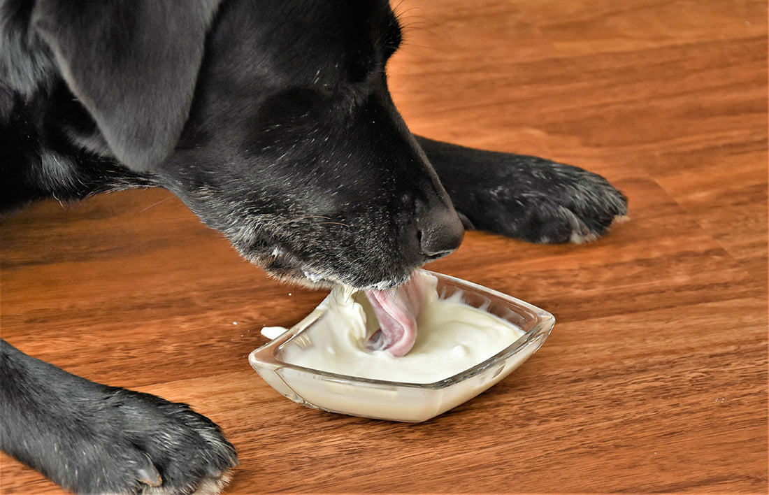 Joghurt im Futternapf – Eine gesunde Option für Hunde?