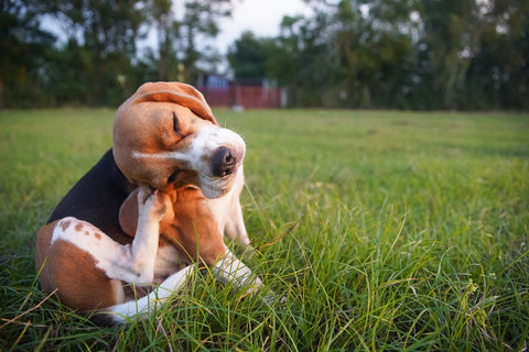 Hund kratz sich am Ohr - Juckreizgründe: Parasiten, Allergien, trockene Haut und Hautinfektionen