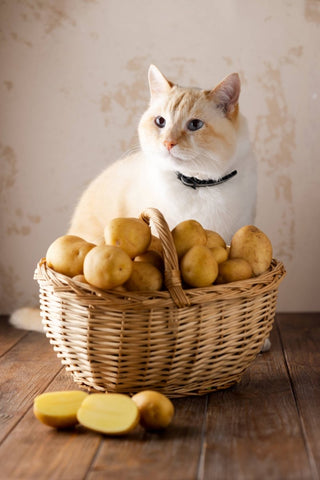 Katze mit Schale von Kartoffeln: sind sie für Ernährung erlaubt oder gefährlich?