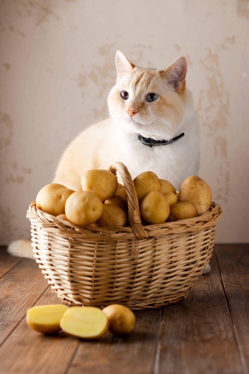 Kartoffeln für Katzen: Gesunde Alternative oder besser nicht? - ALPHAZOO