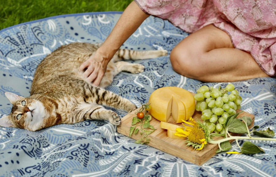 Katze neben Käsebrett auf Decke - Darf eine Katze Käse essen?