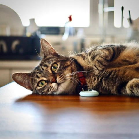 Katze chippen lassen – ein kleiner Chip mit großer Wirkung! - ALPHAZOO