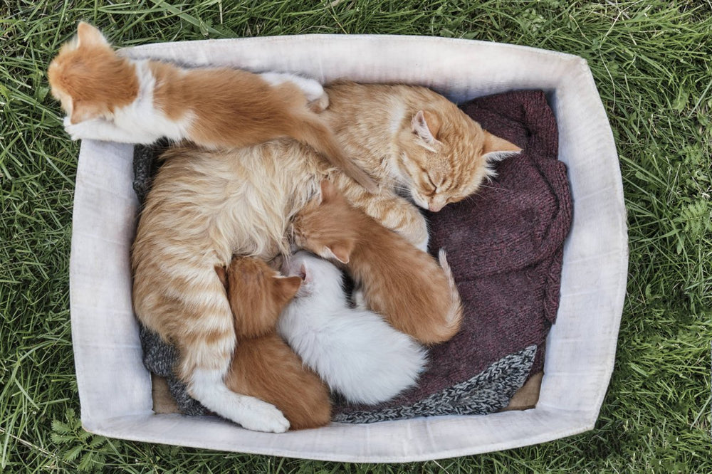 Katze liegt mit Kittens. Schwangerschaft und Geburt
