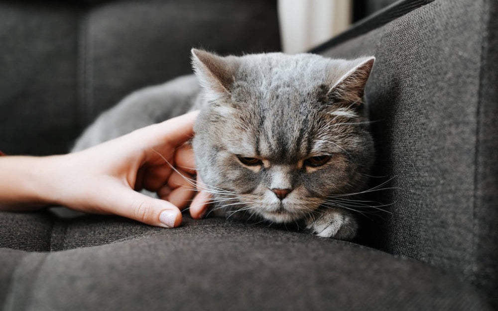 Katze kastrieren lassen: Warum, wie und was du wissen musst - ALPHAZOO