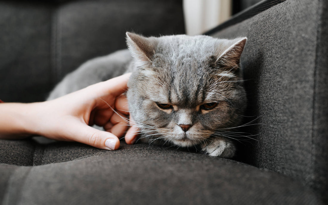 Katze kastrieren lassen: Warum, wie und was du wissen musst