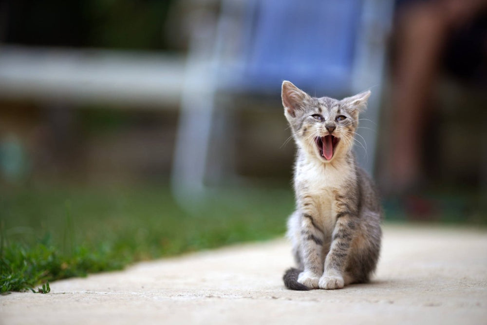 Kitten gähnt. Katze kaufen: Welche Rasse, wie viele Kosten, worauf beachten?
